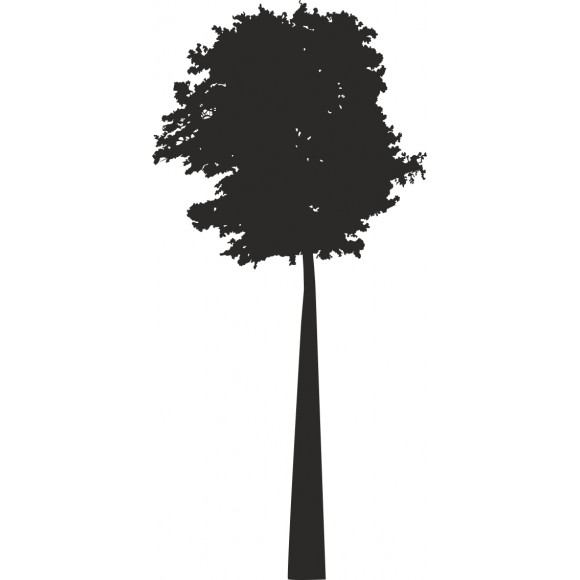 Drzewo 11